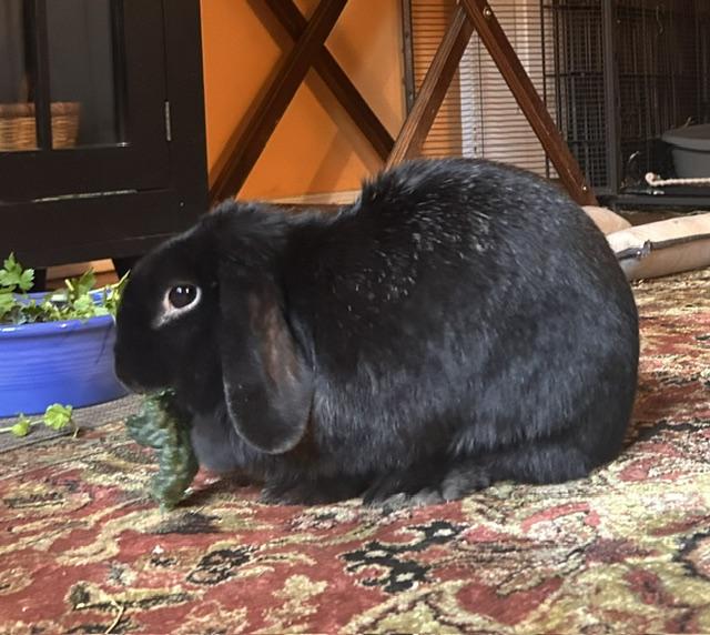 Enlarge Robin, a ADOPTABLE American Fuzzy Lop in New York, NY image 2/5