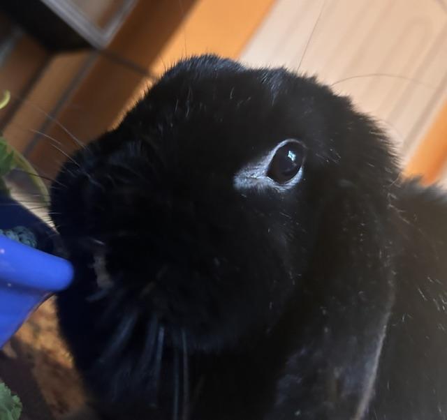 Enlarge Robin, a ADOPTABLE American Fuzzy Lop in New York, NY image 1/5