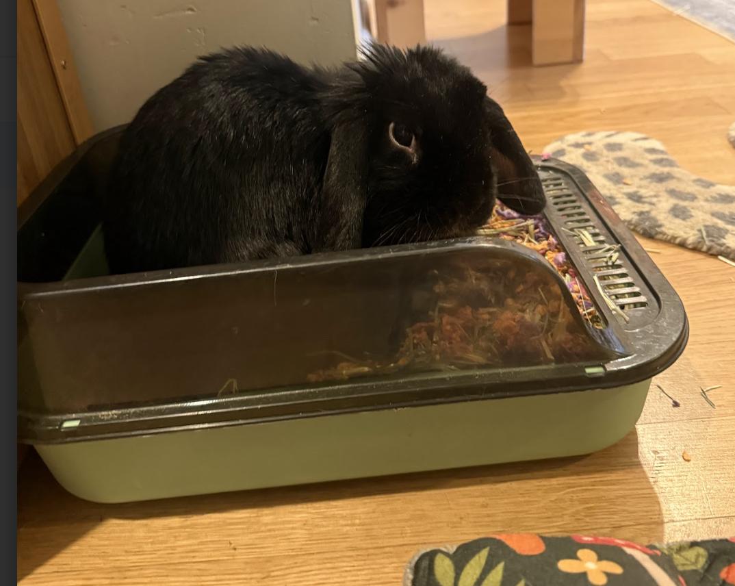 Robin, a ADOPTABLE American Fuzzy Lop in New York, NY image 2/3