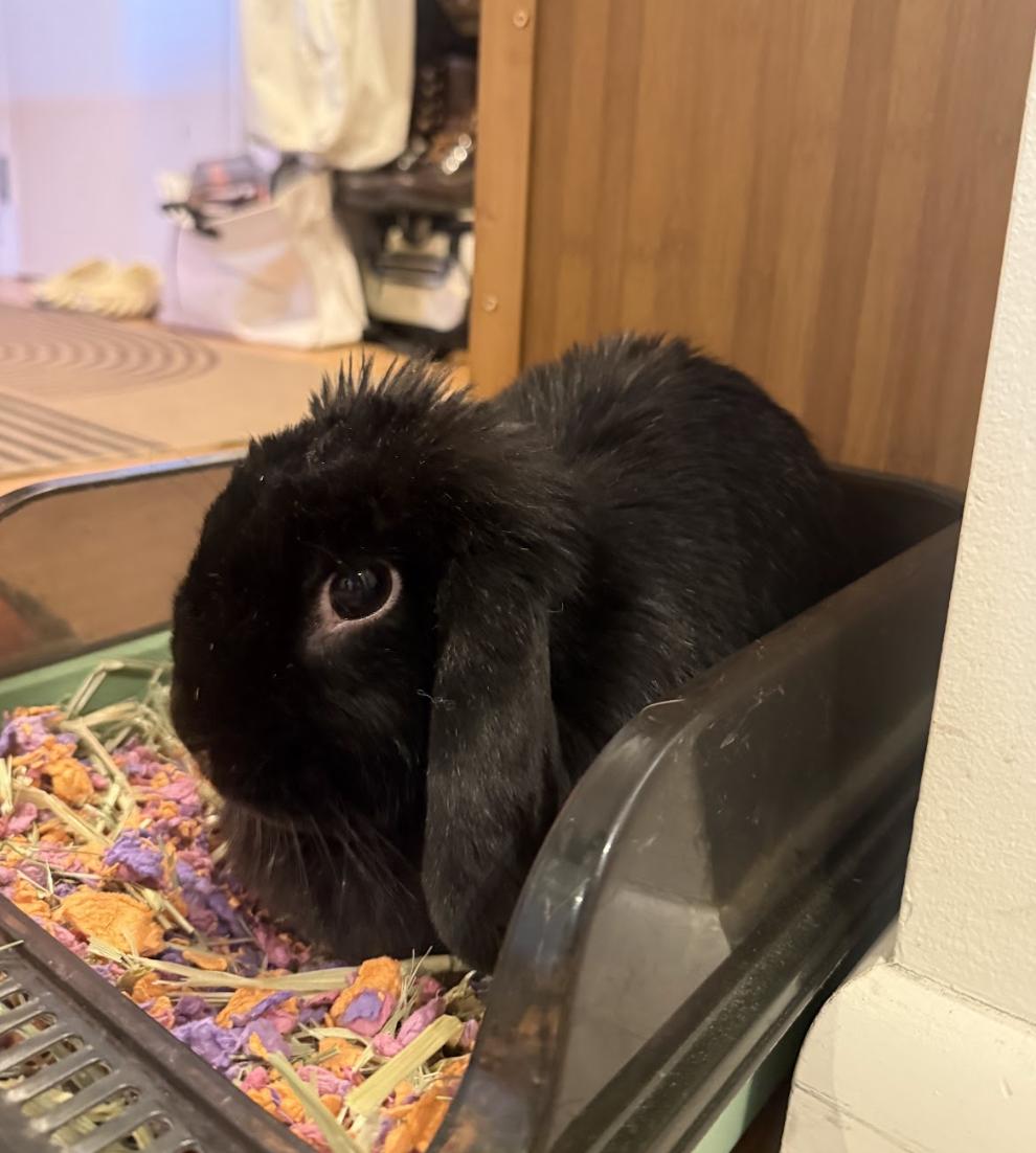 Robin, a ADOPTABLE American Fuzzy Lop in New York, NY image 1/3