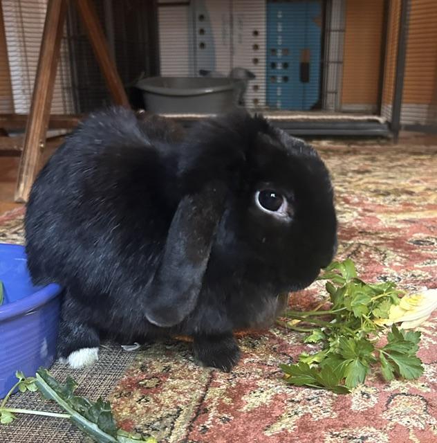 Enlarge Robin, a ADOPTABLE American Fuzzy Lop in New York, NY image 3/5