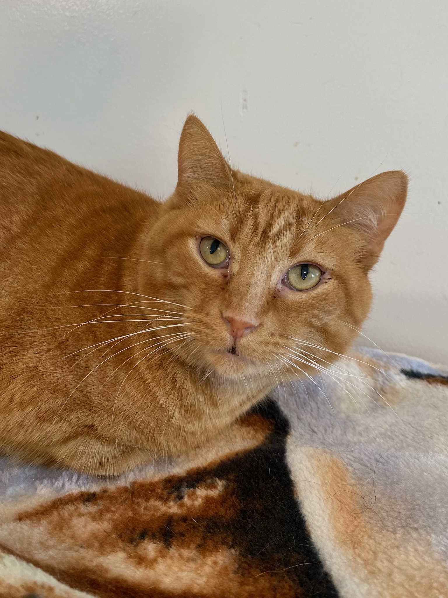 Medusa, a Adoptable Domestic Short Hair in Chicago, IL image 1/2