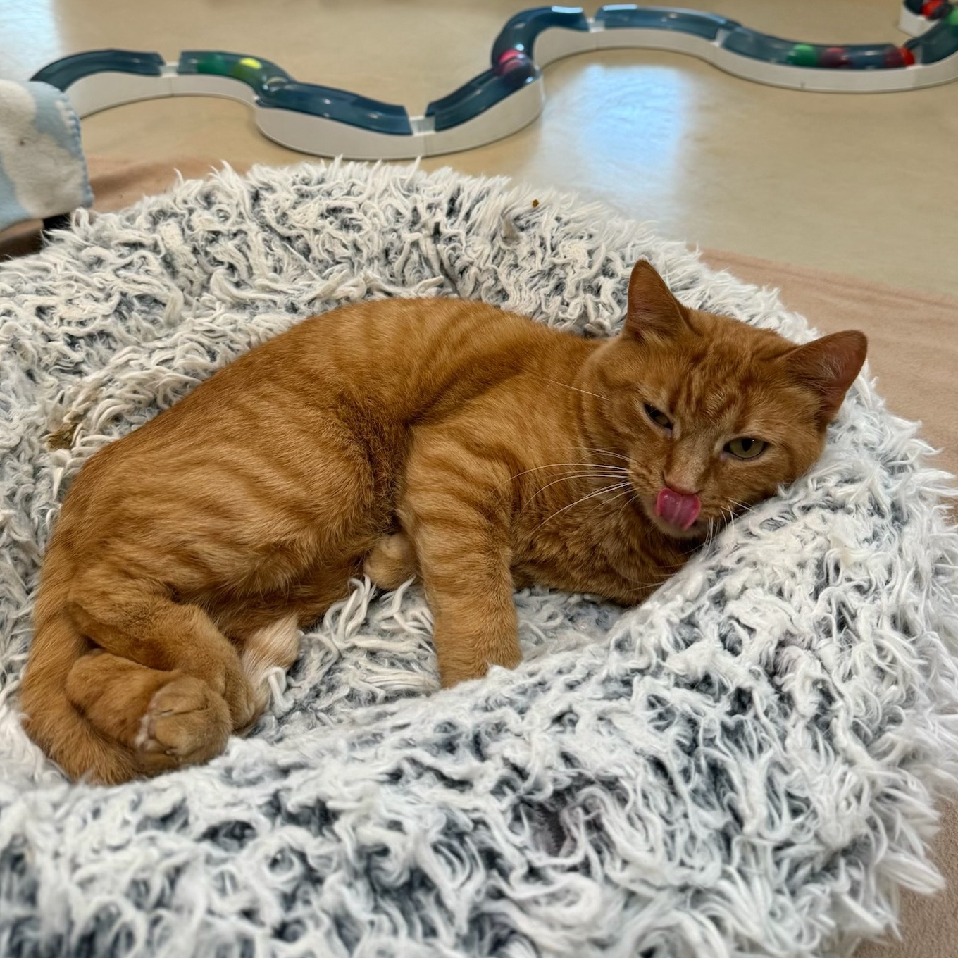 Medusa, a Adoptable Domestic Short Hair in Chicago, IL image 2/2