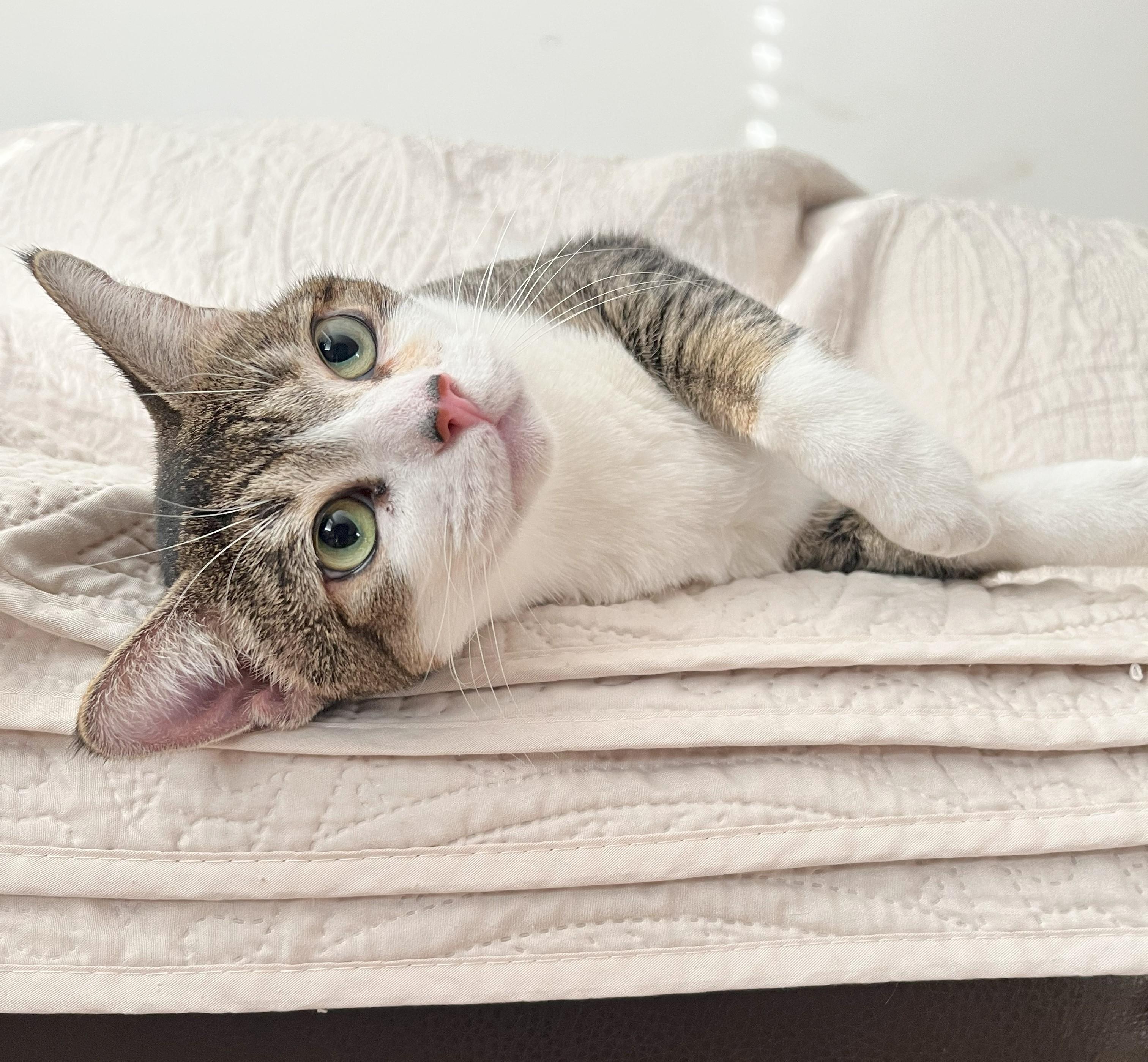 Lily, Adoptable, Young Female Domestic Short Hair.