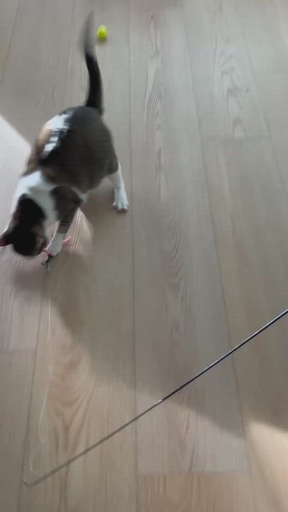 Enlarge Lily, a Adoptable Domestic Short Hair in Orange, CA video 2/4