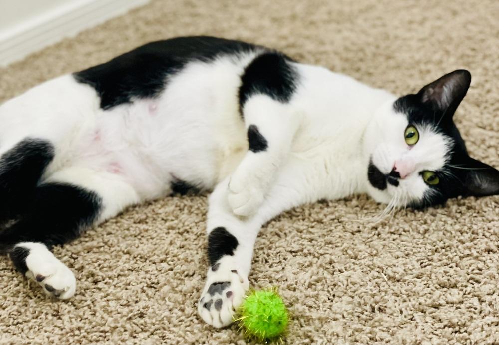 Dakota 2, Adoptable, Adult Female Domestic Short Hair.