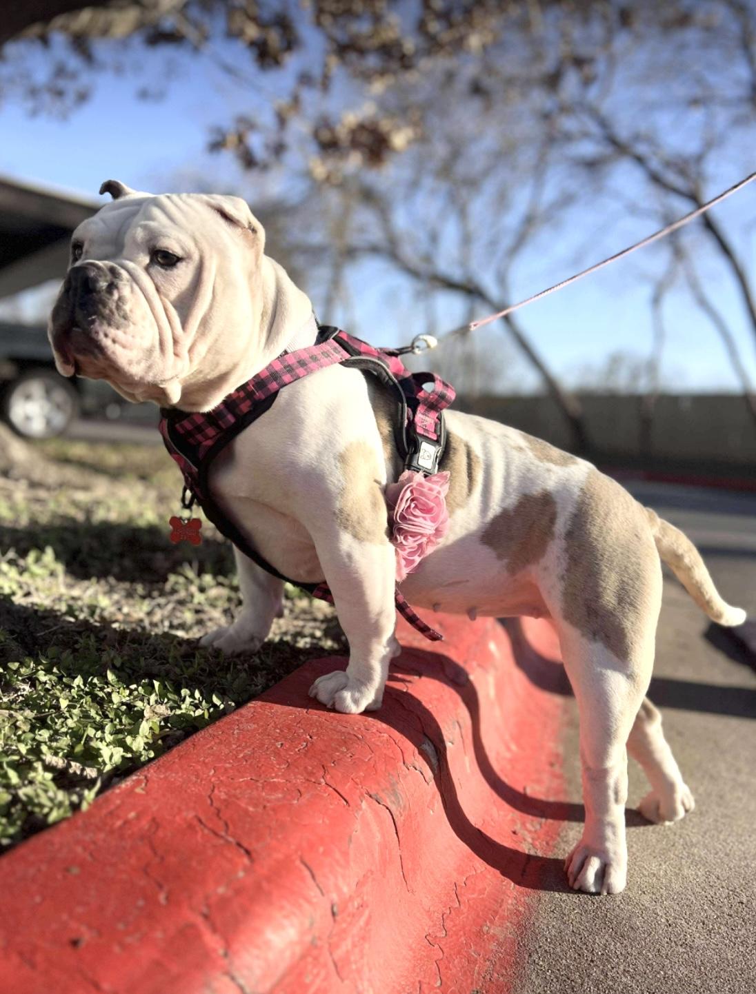 BonBon, Adoptable, Young Female American Bulldog & American Bulldog.