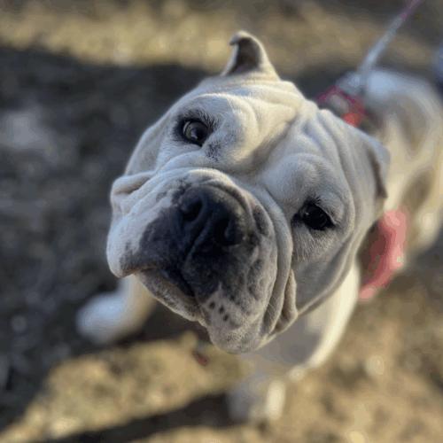 BonBon, Adoptable, Young Female American Bulldog & American Bulldog.