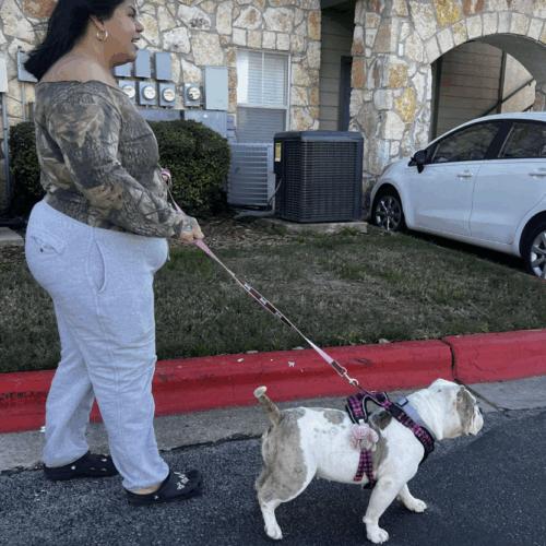 Enlarge BonBon, a Adoptable mixed breed in Austin, TX image 2/5