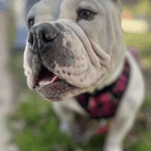 Enlarge BonBon, a Adoptable mixed breed in Austin, TX image 3/5