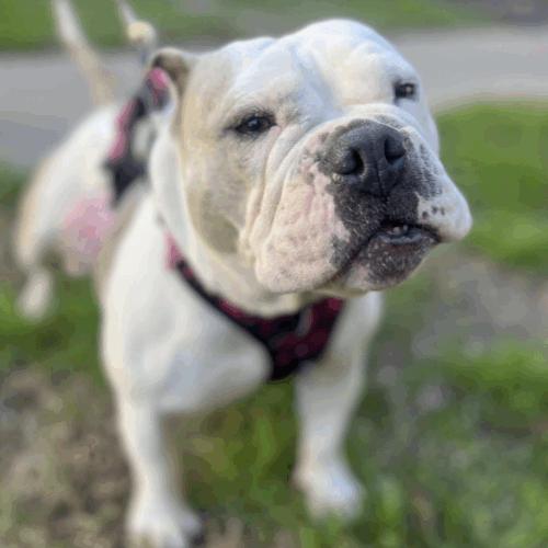 Enlarge BonBon, a Adoptable mixed breed in Austin, TX image 4/5