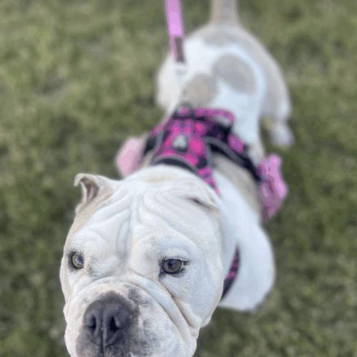 Enlarge BonBon, a Adoptable mixed breed in Austin, TX image 5/5