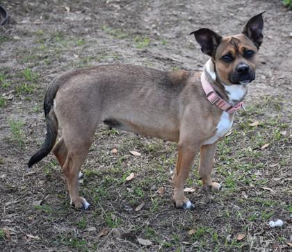 Fancy Fancy, ADOPTABLE, Adult Female Pug & American Staffordshire Terrier.