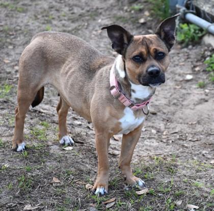 Fancy Fancy, a ADOPTABLE mixed breed in Inverness, FL image 3/3