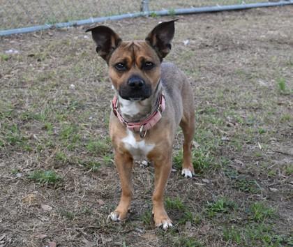Fancy Fancy, a ADOPTABLE mixed breed in Inverness, FL image 2/3