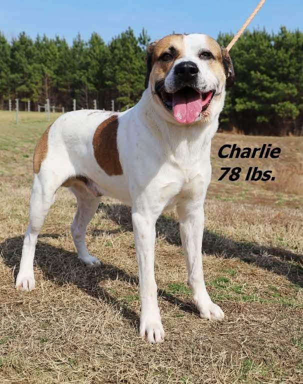 Enlarge Charlie, a Adoptable mixed breed in Oxford, NC image 1/1