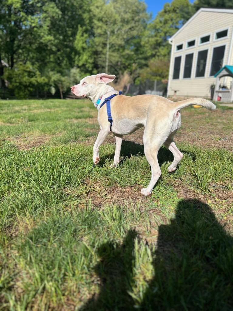 Enlarge Sugar, a ADOPTABLE Labrador Retriever in Mount Royal, NJ image 5/5