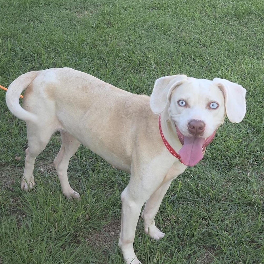 Sugar, ADOPTABLE, Young Female Labrador Retriever.