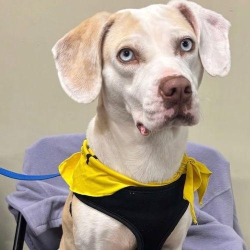 Sugar, ADOPTABLE, Young Female Labrador Retriever.