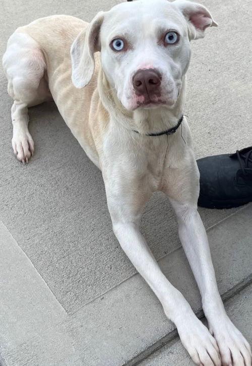 Enlarge Sugar, a ADOPTABLE Labrador Retriever in Mount Royal, NJ image 2/2