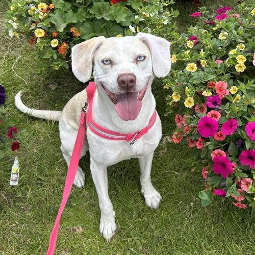 Sugar, a ADOPTABLE Labrador Retriever in Mount Royal, NJ image 1/5