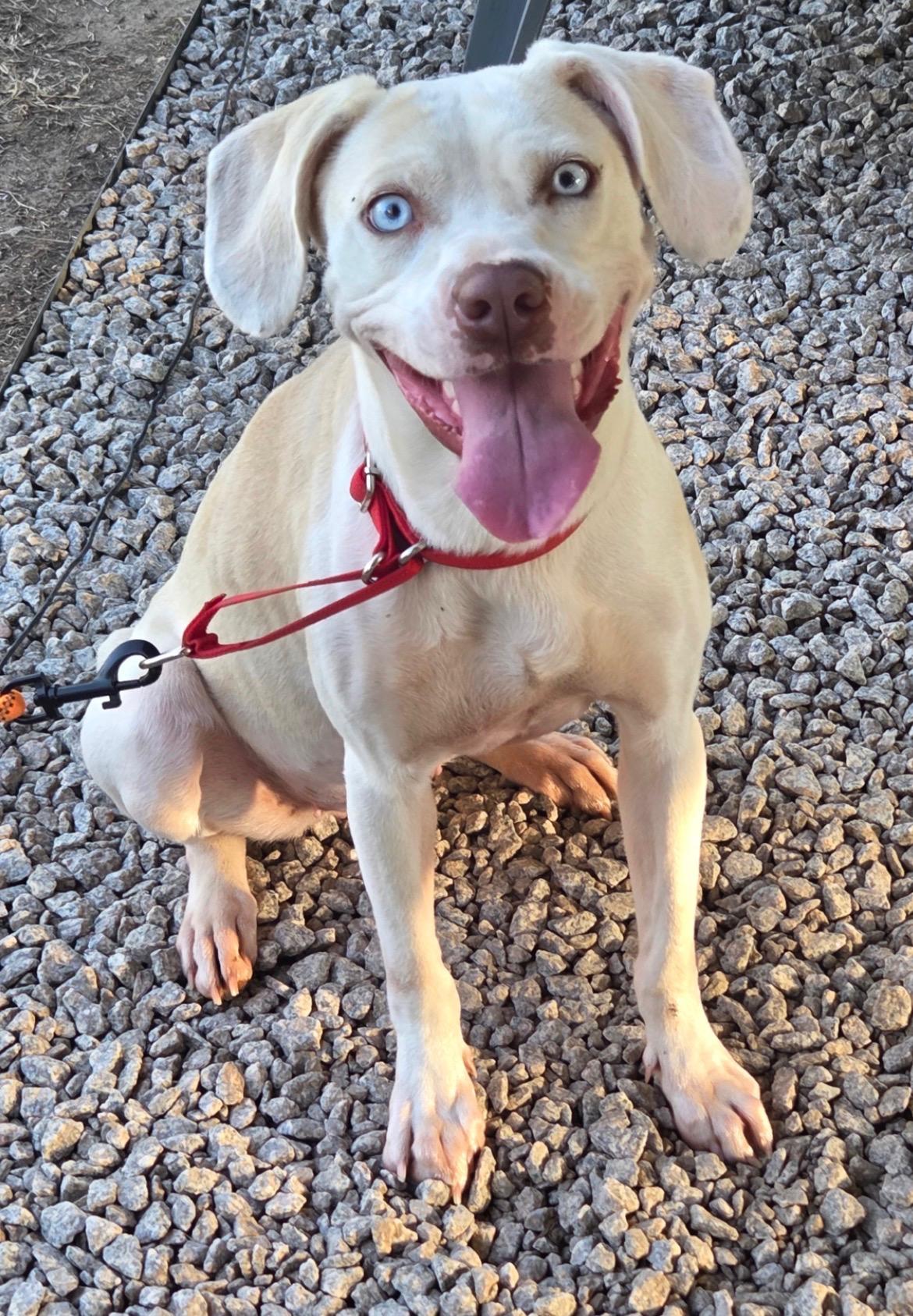 Sugar, a ADOPTABLE Labrador Retriever in Mount Royal, NJ image 2/4
