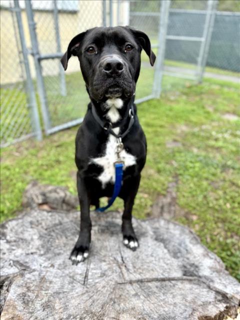 CHEWIE, Adoptable, Adult Male Mixed Breed.