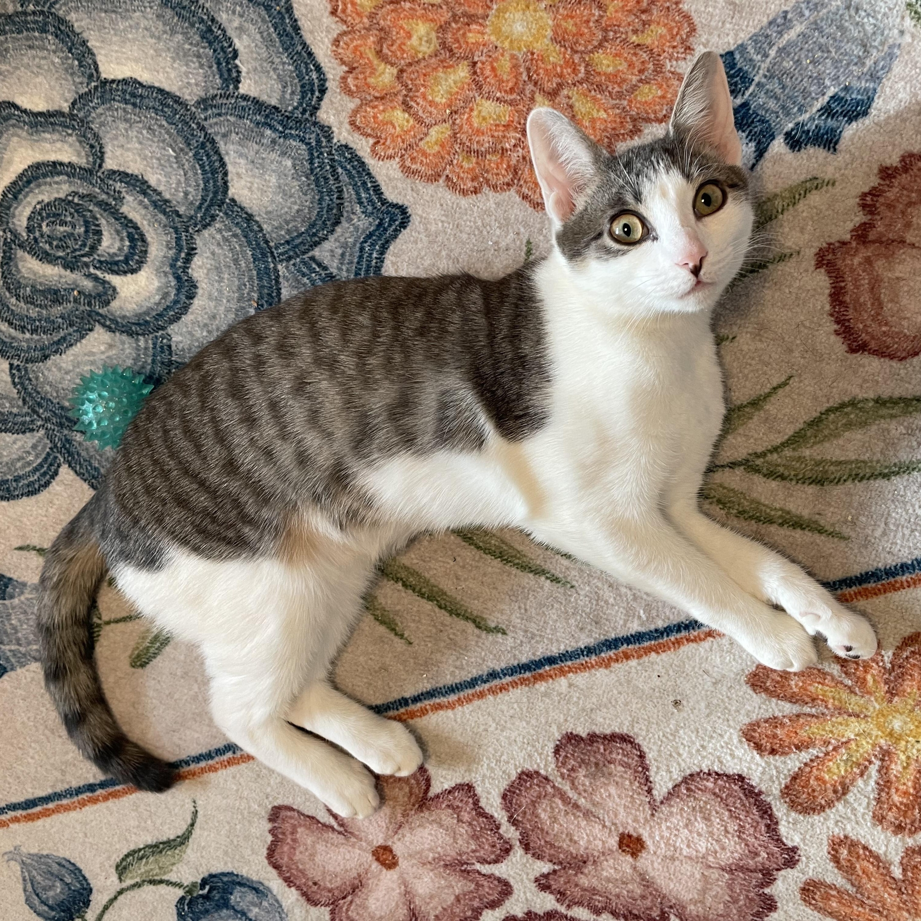 Enlarge Astro and Geo, a ADOPTABLE Domestic Short Hair in Brooklyn, NY image 4/6