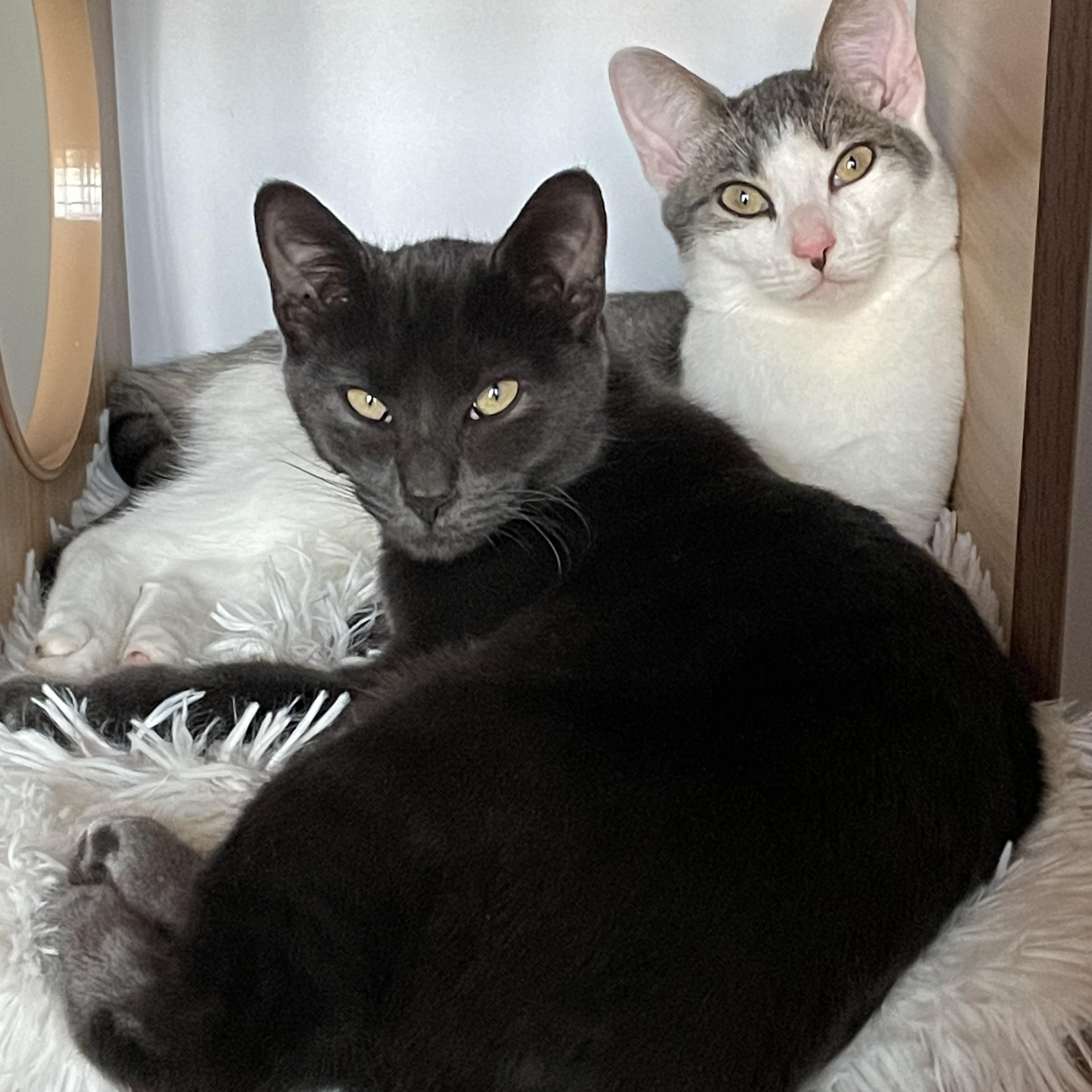 Enlarge Astro and Geo, a ADOPTABLE Domestic Short Hair in Brooklyn, NY image 3/6