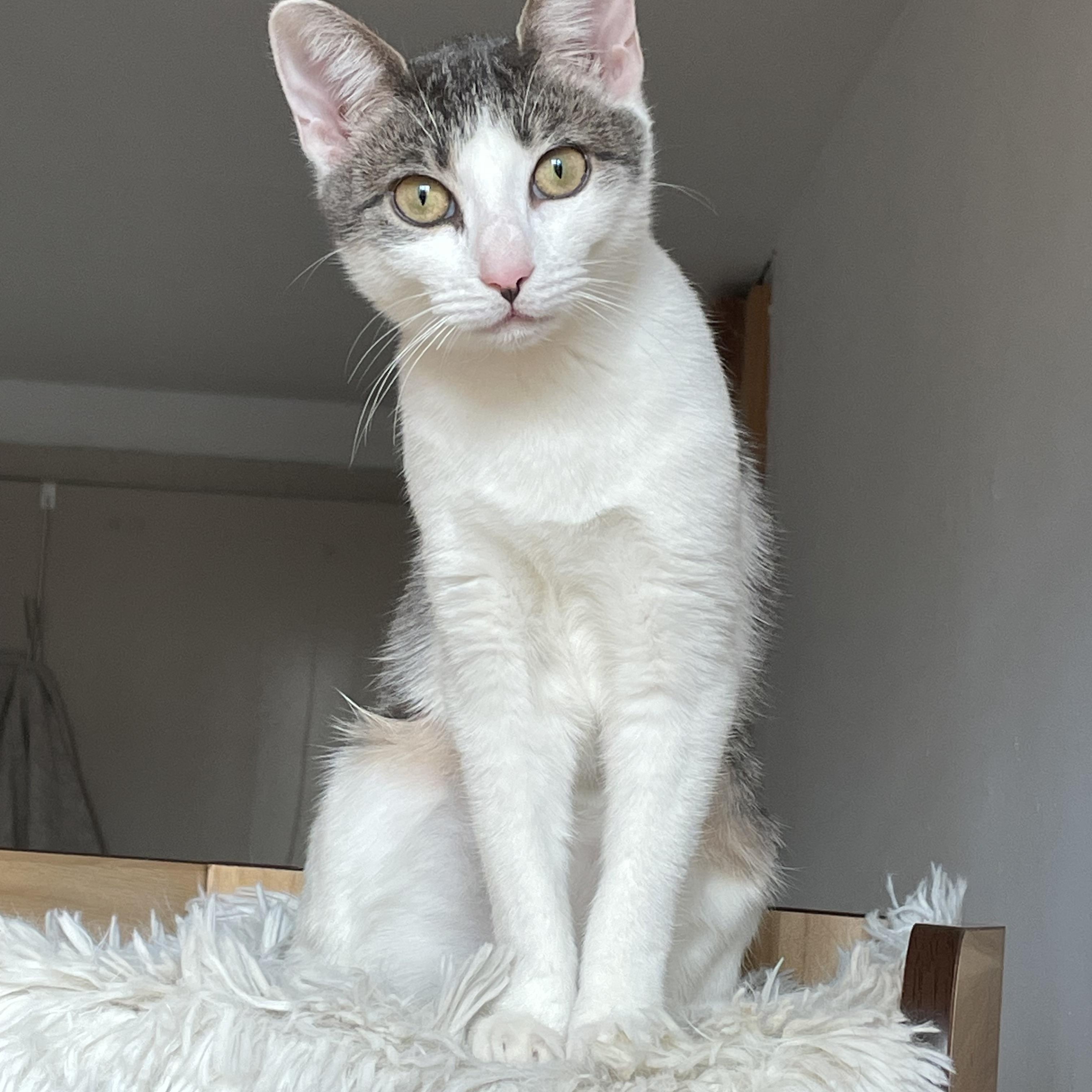 Enlarge Astro and Geo, a ADOPTABLE Domestic Short Hair in Brooklyn, NY image 2/6