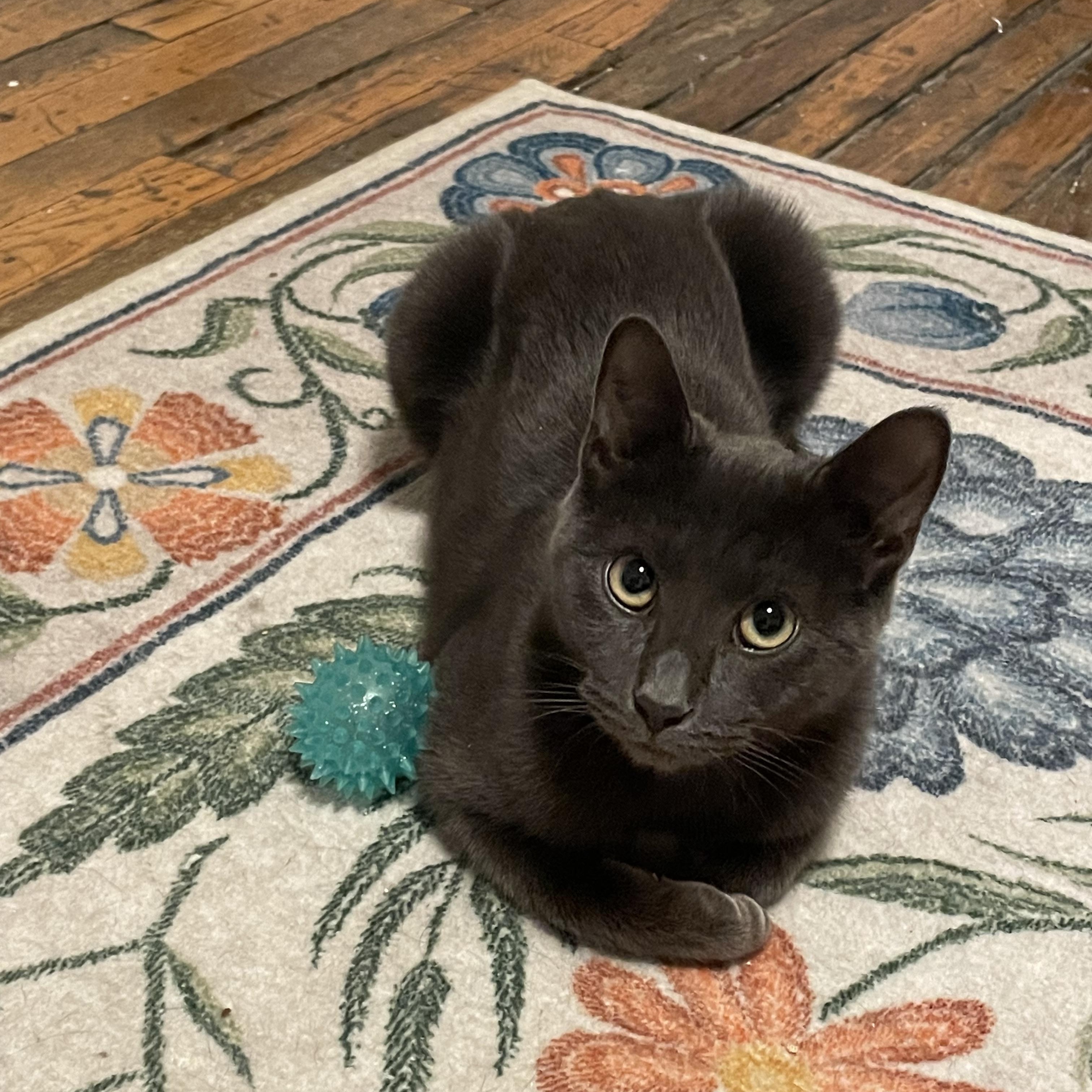 Enlarge Astro and Geo, a ADOPTABLE Domestic Short Hair in Brooklyn, NY image 6/6