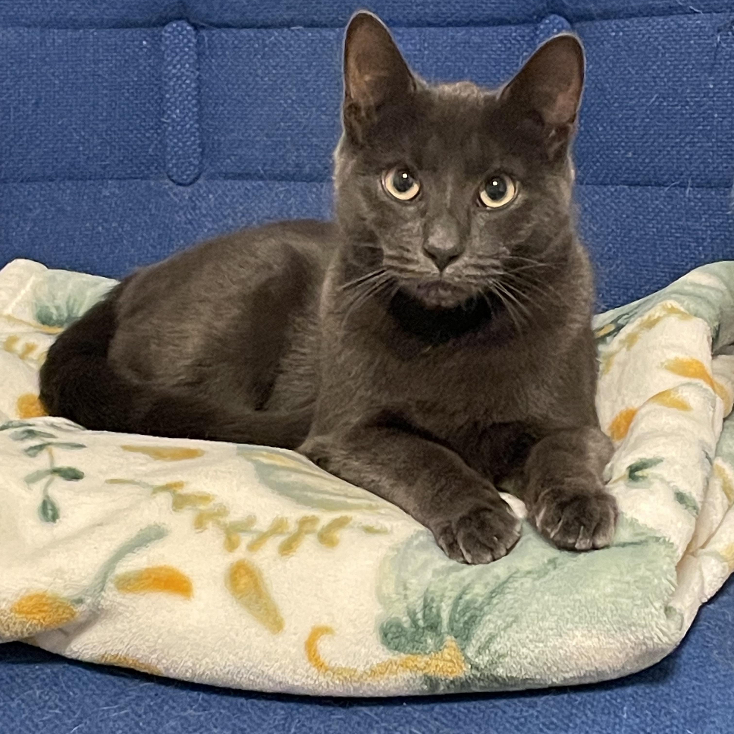 Astro and Geo, ADOPTABLE, Young Female Domestic Short Hair.