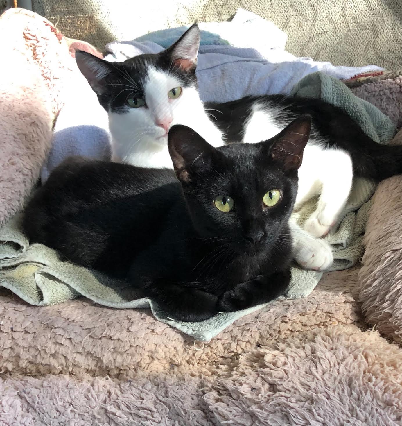 Cat for adoption Panda, a Domestic Short Hair in East Hartford, CT