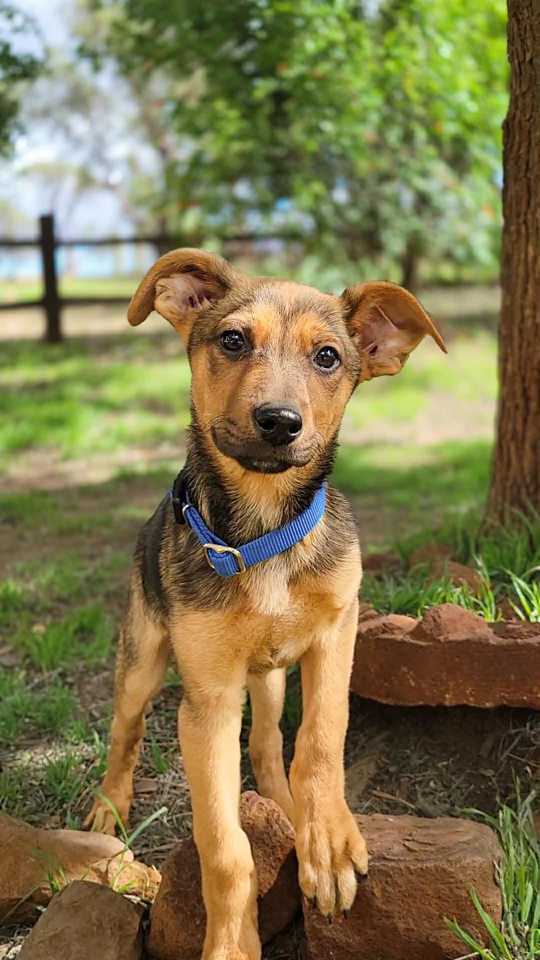 Sparrow, a ADOPTABLE mixed breed in Temecula, CA image 1/4