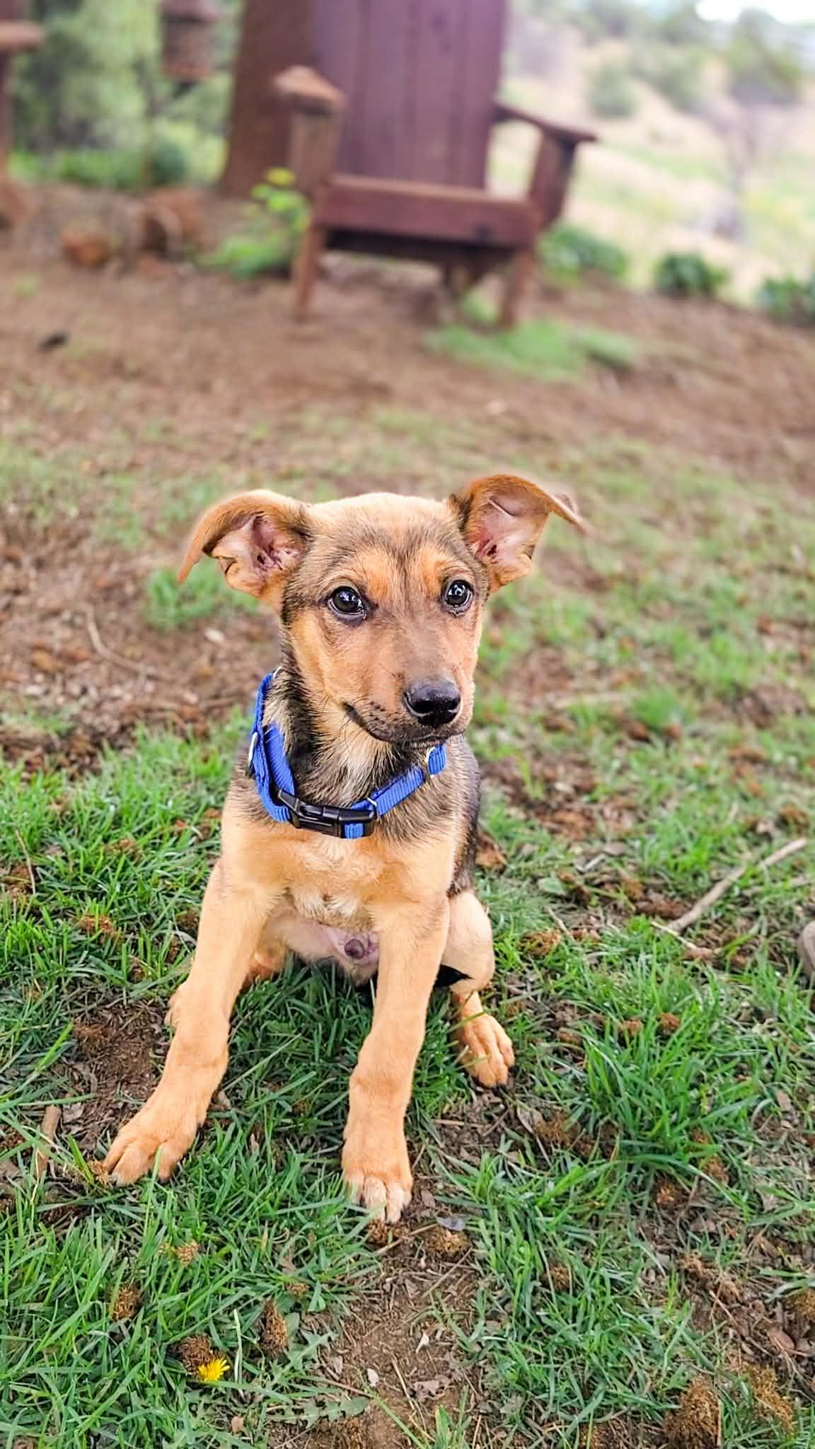 Sparrow, a ADOPTABLE mixed breed in Temecula, CA image 4/4
