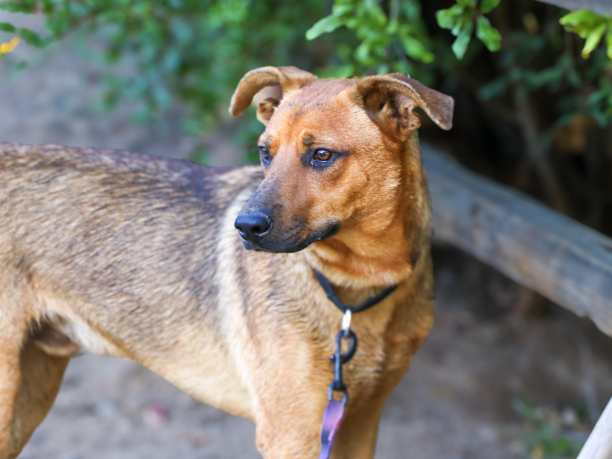 Enlarge Sparrow, a Adoptable mixed breed in Temecula, CA image 6/6