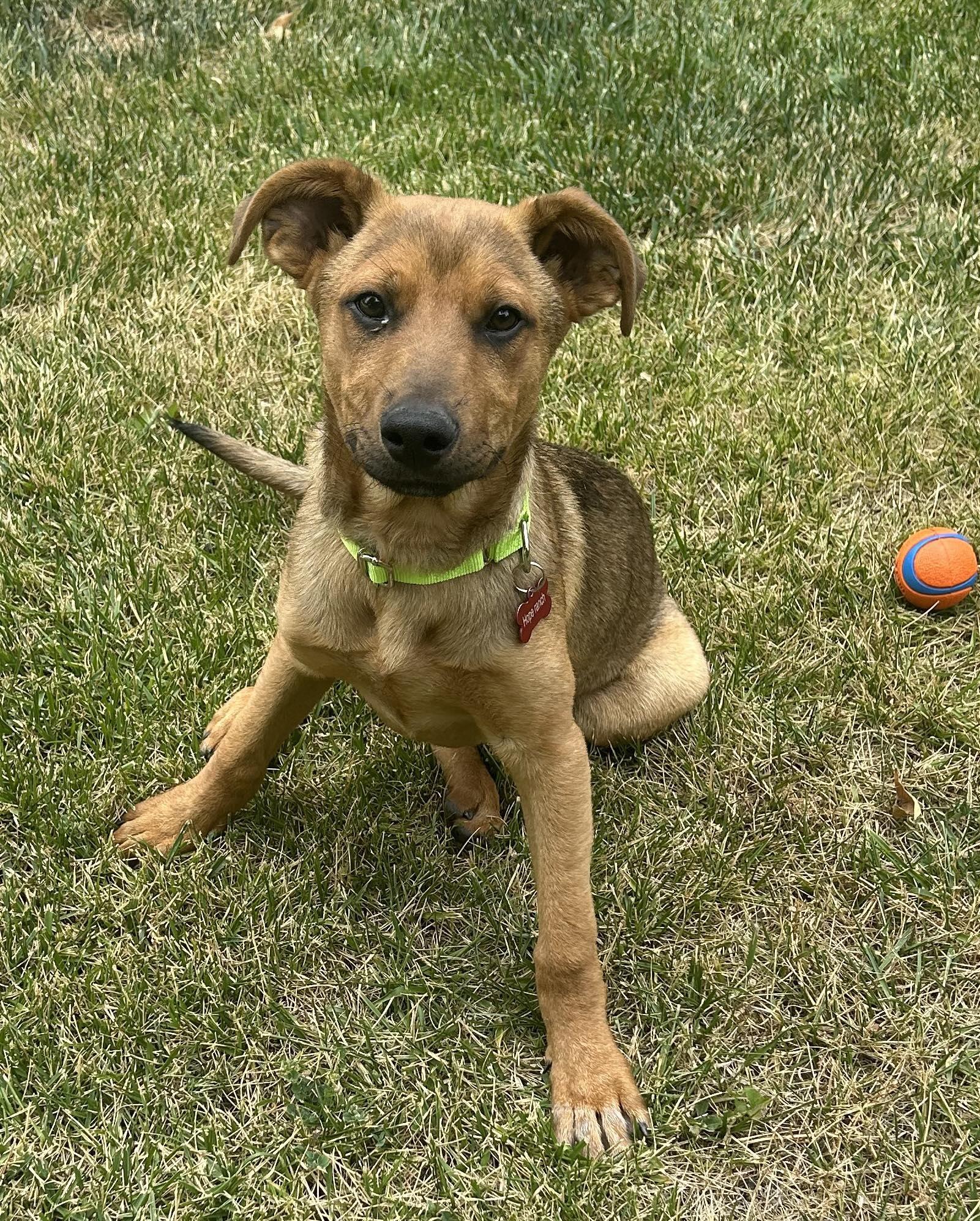 Enlarge Sparrow, a ADOPTABLE mixed breed in Temecula, CA image 1/6