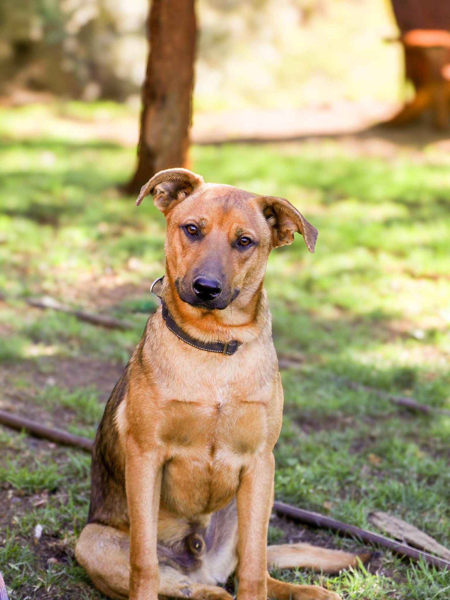 Enlarge Sparrow, a Adoptable mixed breed in Temecula, CA image 1/6