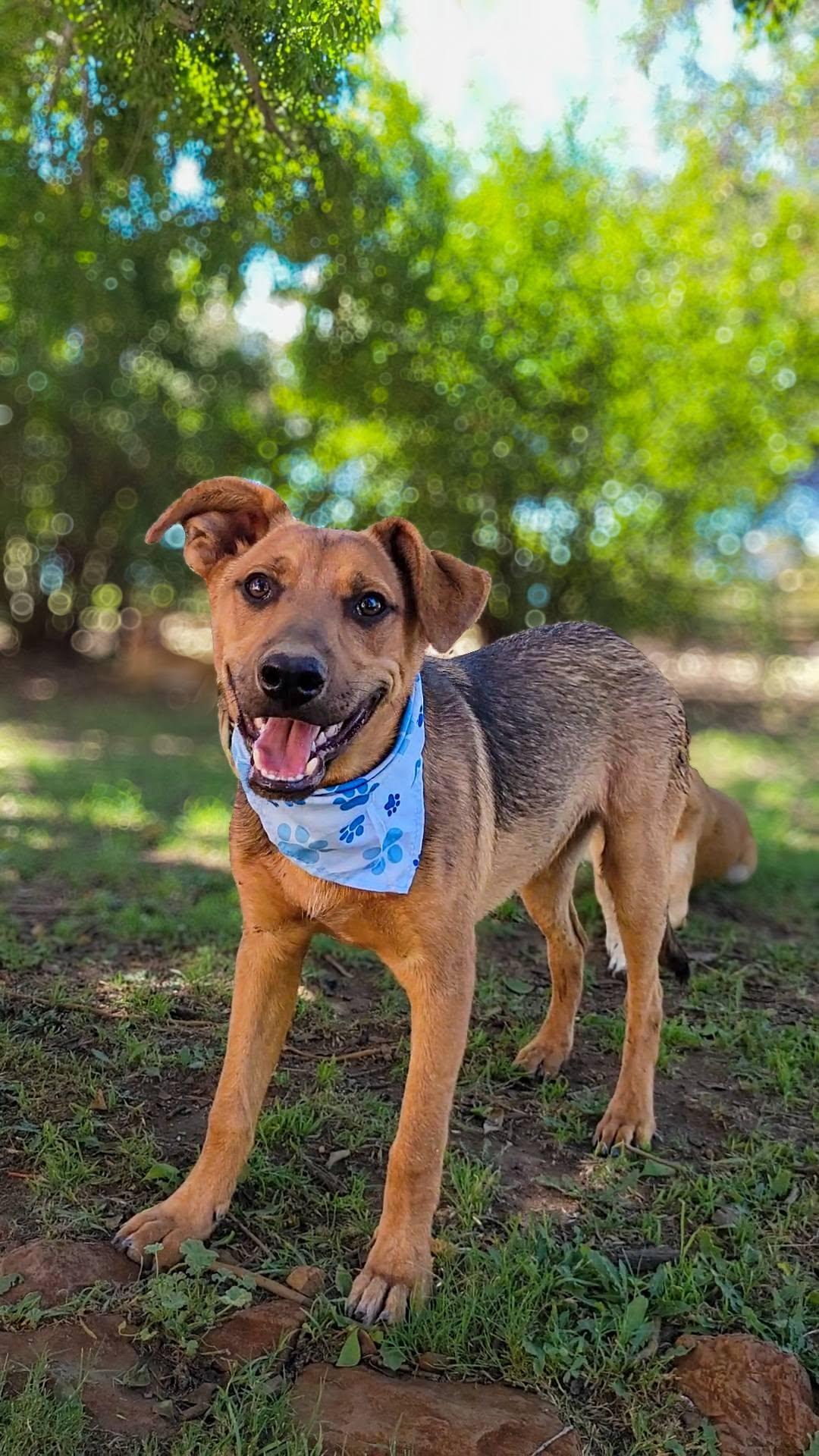 Sparrow, ADOPTABLE, Puppy Male German Shepherd Dog.