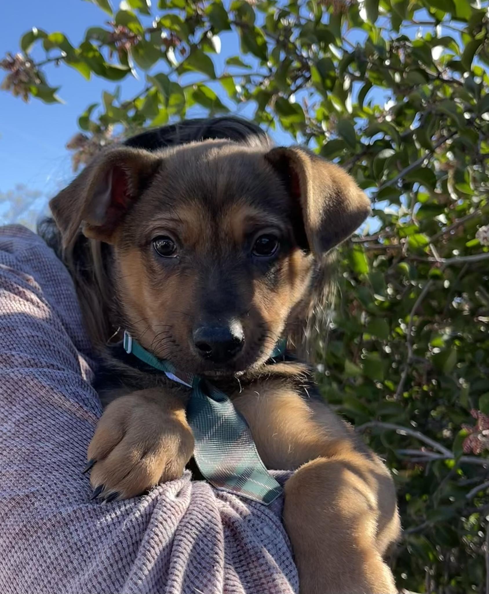 Sparrow, a ADOPTABLE mixed breed in Temecula, CA image 3/4