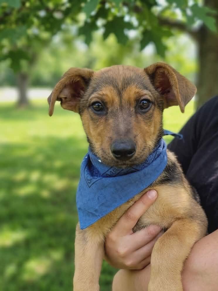 Sparrow, a ADOPTABLE mixed breed in Temecula, CA image 2/4