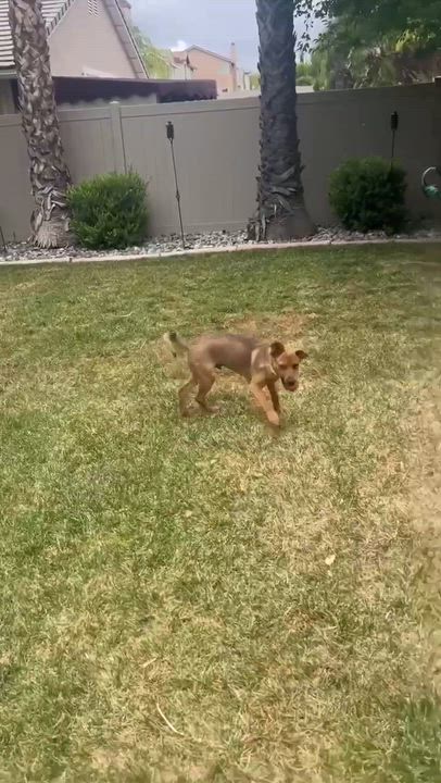 Enlarge Sparrow, a ADOPTABLE mixed breed in Temecula, CA video 6/6