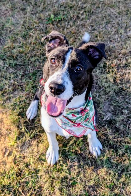 Enlarge Jelly, a Adoptable mixed breed in Gulfport, MS image 1/3