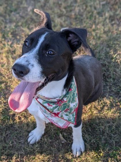 Enlarge Jelly, a Adoptable mixed breed in Gulfport, MS image 2/3