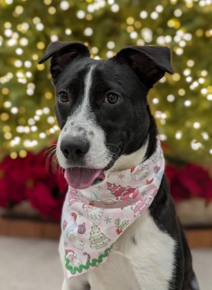 Enlarge Jelly, a Adoptable mixed breed in Gulfport, MS image 3/3