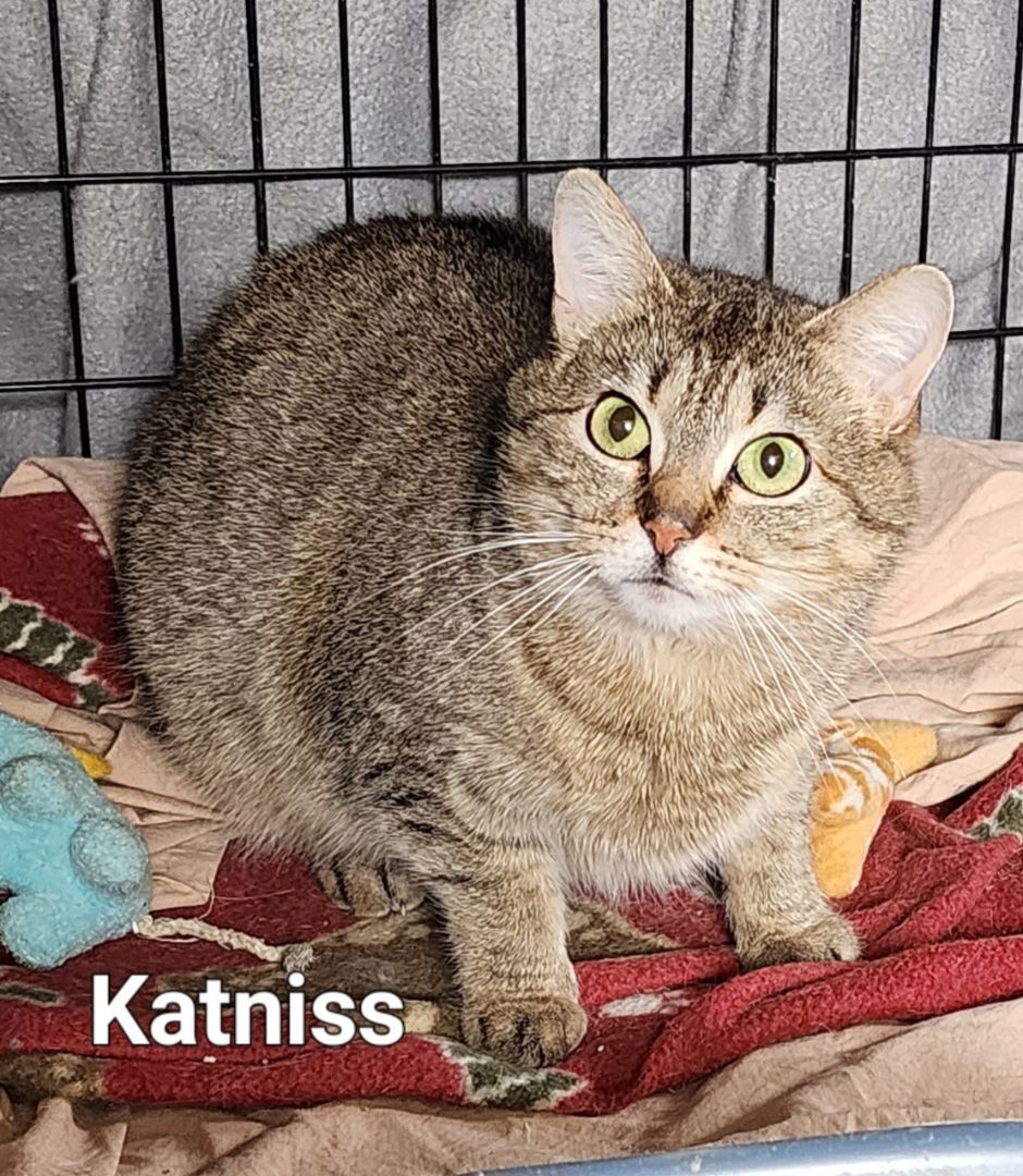 Enlarge Katniss, a Adoptable Domestic Short Hair in Irwin, PA image 2/4