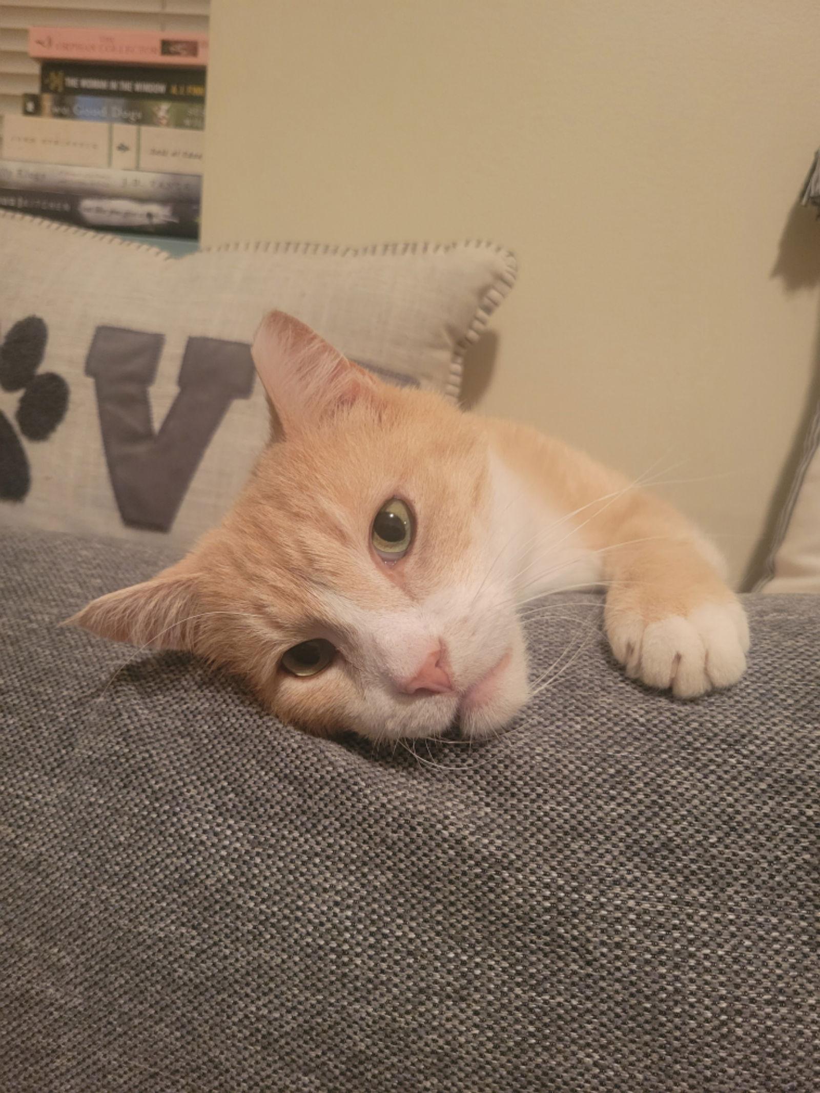 Clyde, Adoptable, Senior Male Domestic Short Hair.