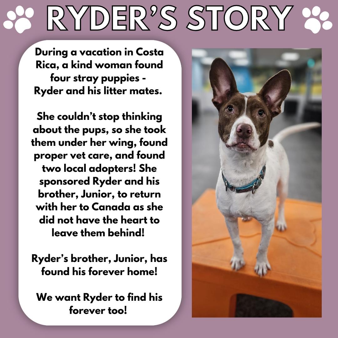 Enlarge Ryder, a Adopted Mixed Breed in Aurora, ON image 3/6