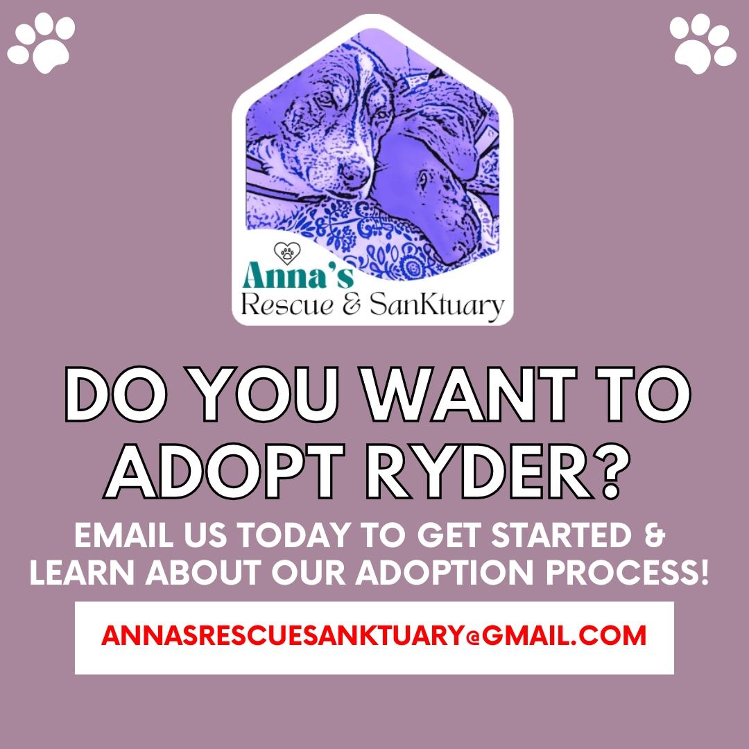 Enlarge Ryder, a Adopted Mixed Breed in Aurora, ON image 6/6