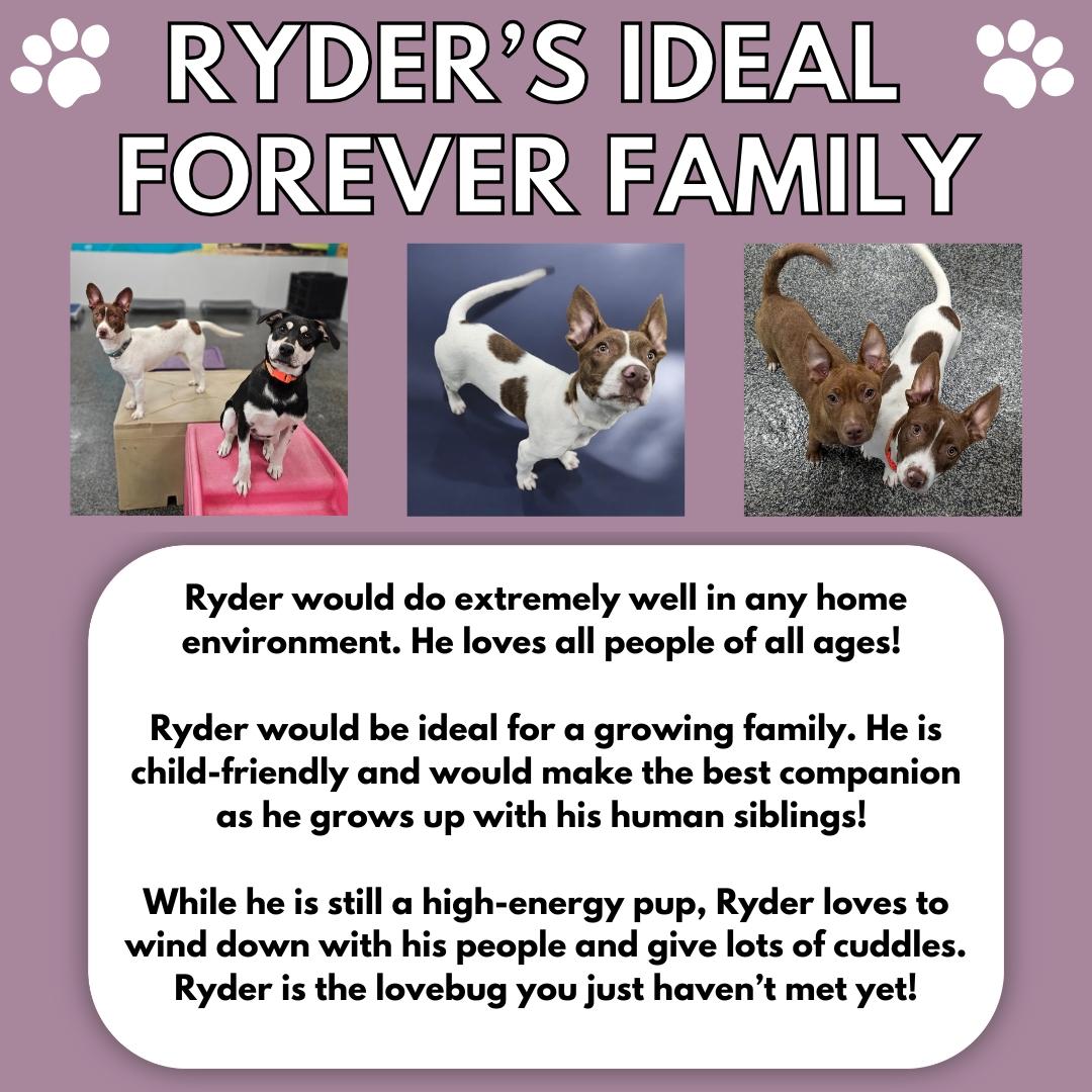 Enlarge Ryder, a Adopted Mixed Breed in Aurora, ON image 5/6